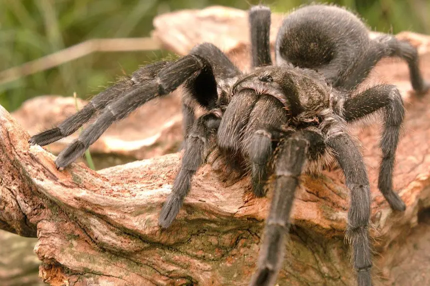 Papel de las Tarántulas en el Ecosistema de la Selva Tropical