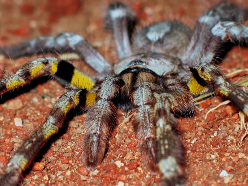 Tarántula Ornamental India (Poecilotheria regalis)