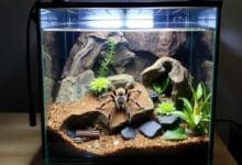 Preparación del Terrario para una tarántula