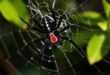 Redback spider