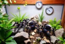 Riesgos de Alimentación de tarántulas en Cautiverio