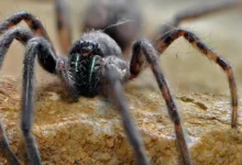 Secretos de las Tarántulas