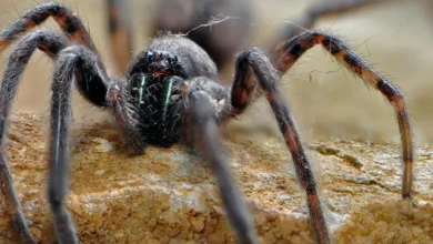 Secretos de las Tarántulas