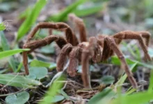 Selvas Tropicales como Hábitat de las Tarántulas