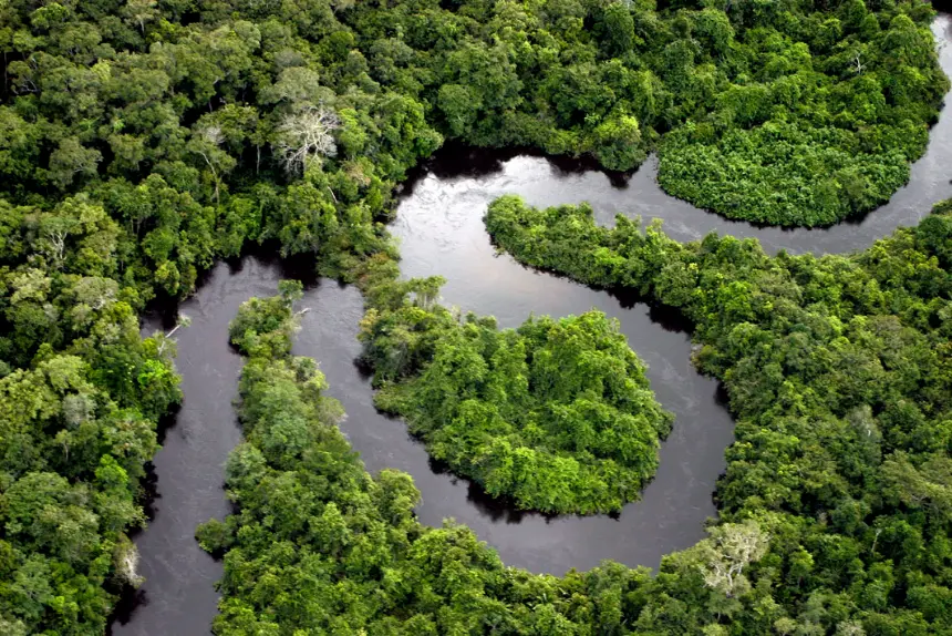 Selvas Tropicales como Hábitat de las Tarántulas