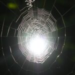 Spider Silk