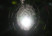 Spider Silk