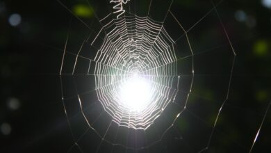 Spider Silk