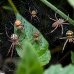 Spiders, facts and information