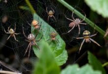 Spiders, facts and information