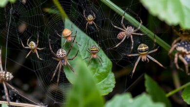 Spiders, facts and information