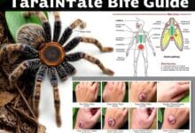 Tarantula Bite Guides