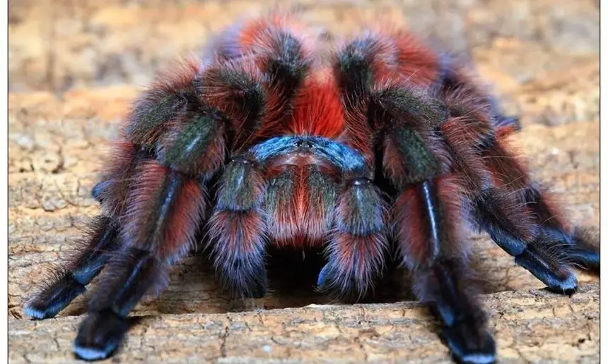 Tarántula Verde (Avicularia versicolor)