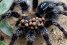 Tarantula babies on back