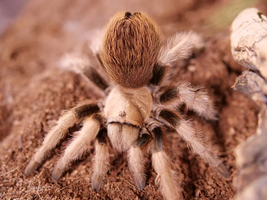 Tarántula de Desierto de Sonora (Aphonopelma chalcodes)