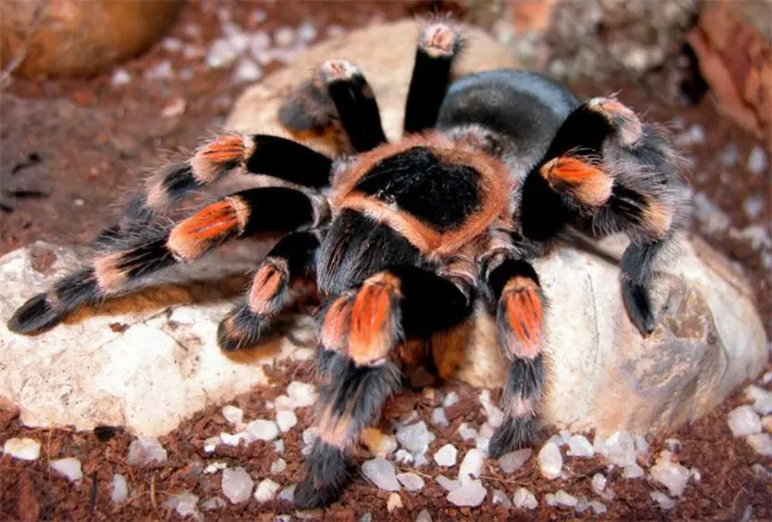 Tarántula de Rodillas Rojas Mexicana (Brachypelma smithi)