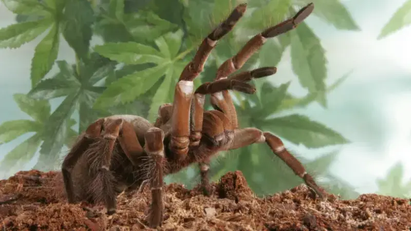 Tarántula goliat (Theraphosa blondi)