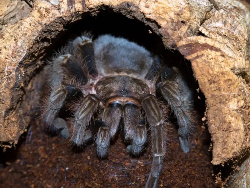 Tarántulas Durante la Noche