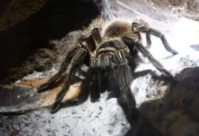Tarántulas Durante la Noche