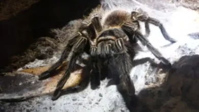 Tarántulas Durante la Noche