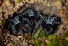 Tarántulas en Hibernación