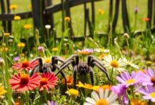 Tarantulas in rural environments