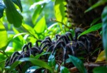 Tarantulas in the Amazon