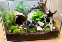 Terrarium Decoration