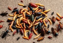 Uso de Insectos Vivos vs. Muertos para tarántulas