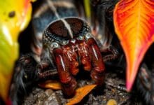 Veneno de tarántulas en la Defensa