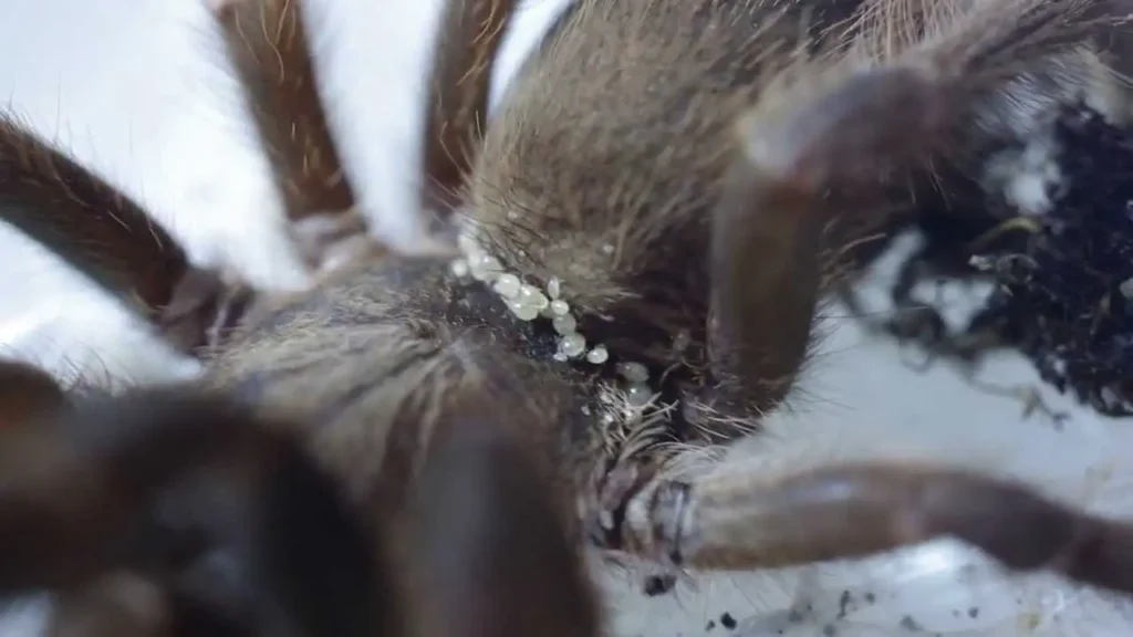 Visible mites clustered around the chelicerae of a tarantula.