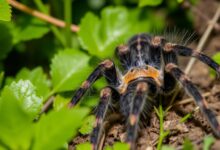 What happens if you disturb a tarantula?