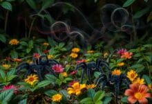 What smells do tarantulas hate?