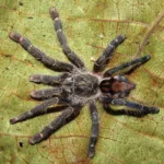 Ybyrapora sooretama