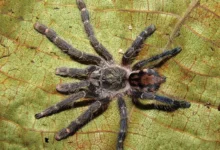 Ybyrapora sooretama