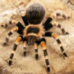 brachypelma smithi