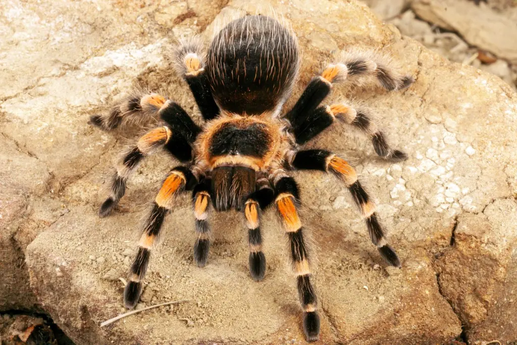 brachypelma smithi