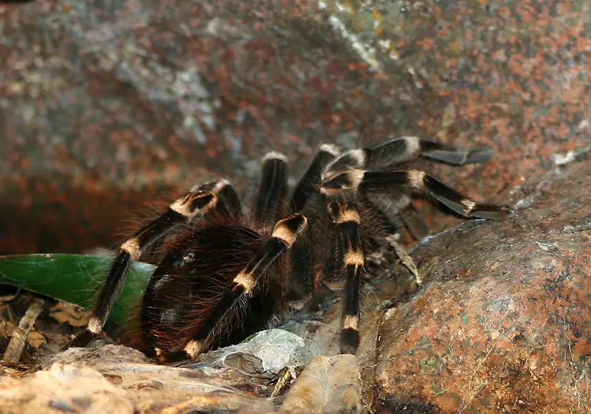 Acanthoscurria tarantula