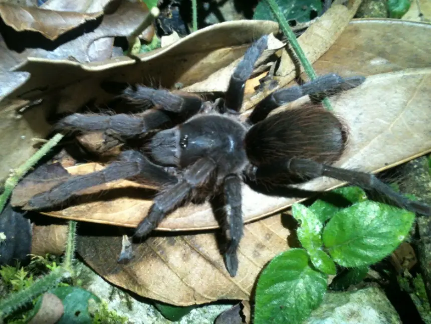 Acentropelma tarantula