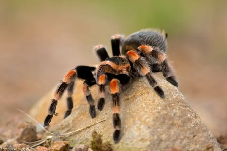 Aenigmarachne tarantula