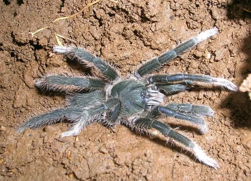 Annandaliella tarantula