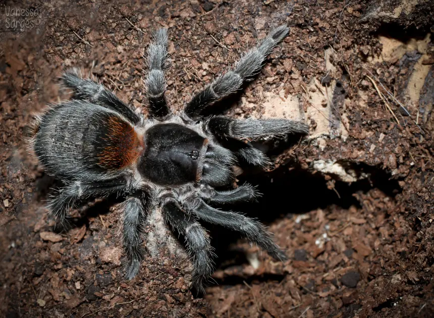 Anqasha tarantula