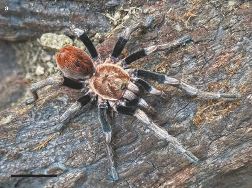 Antikuna tarantula