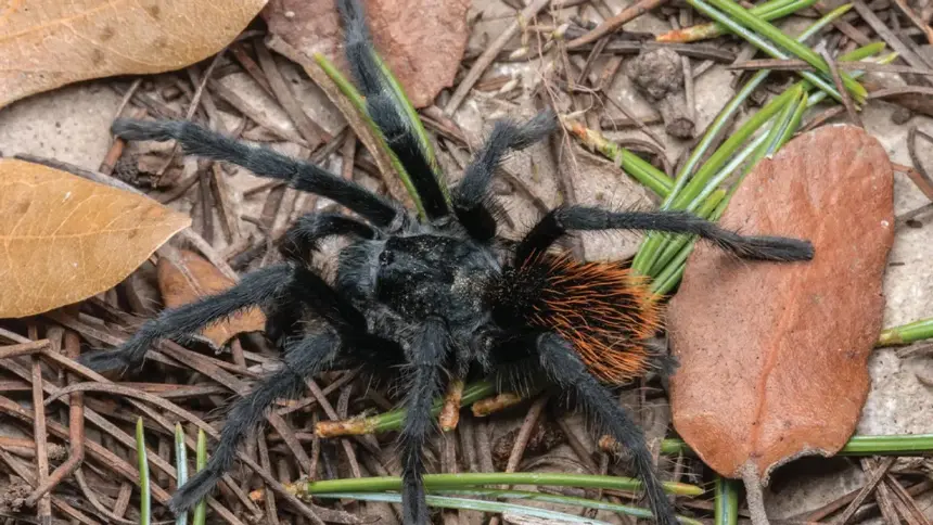 Aphonopelma tarantula