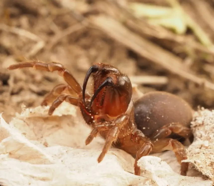 Batesiella tarantula