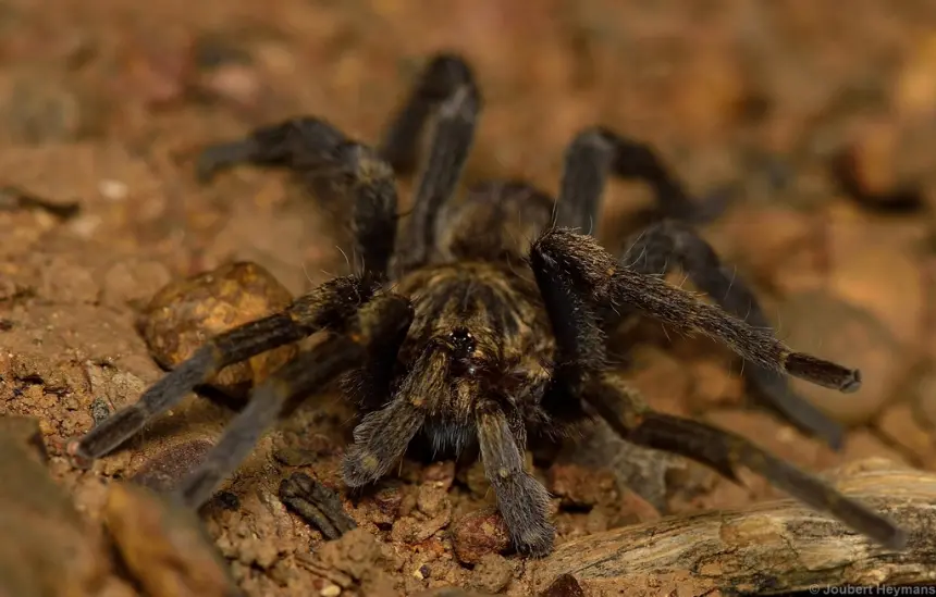 Brachionopus tarantula