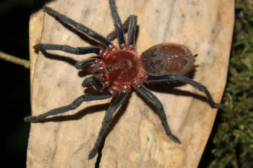 Bumba tarantula