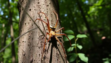 huntsman spider