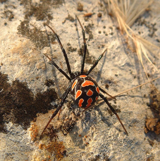 black widow bite