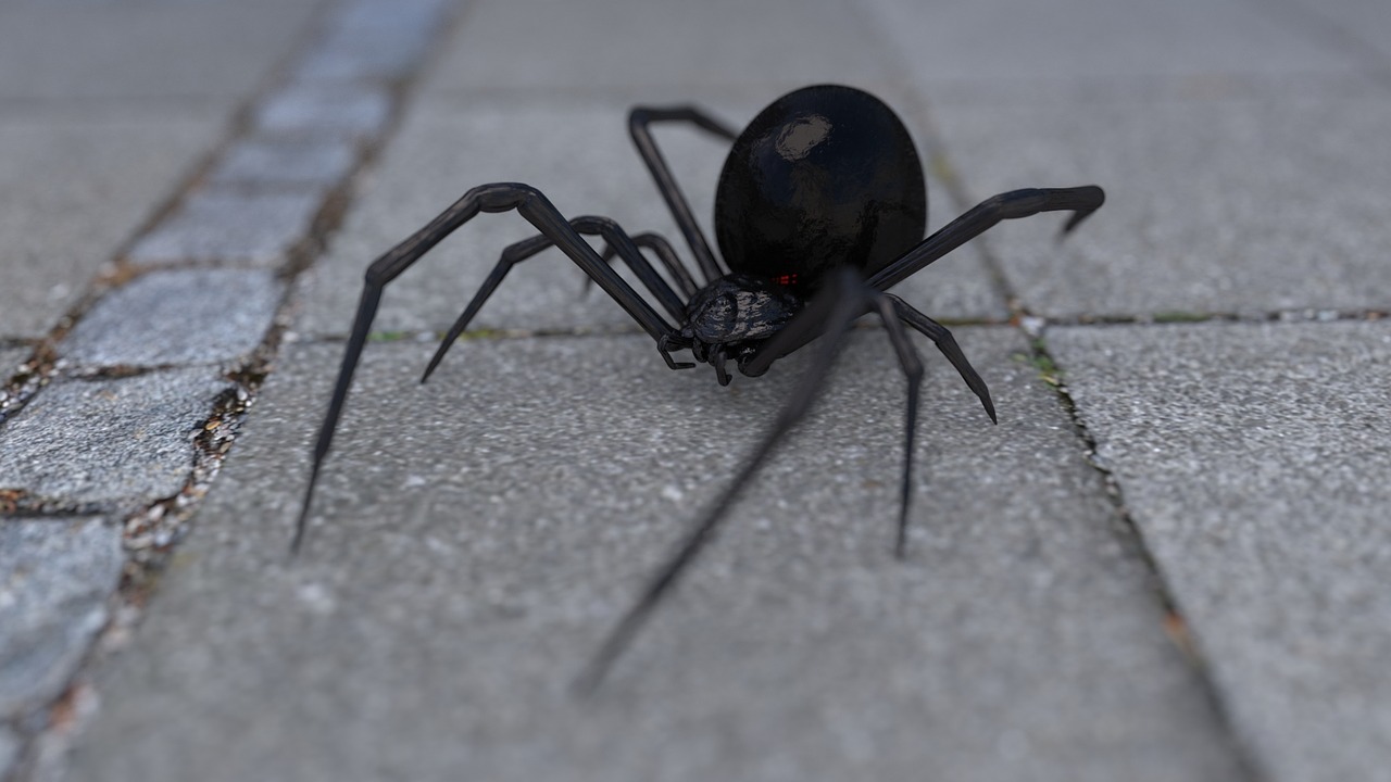 The Anatomy of a Black Widow Spider